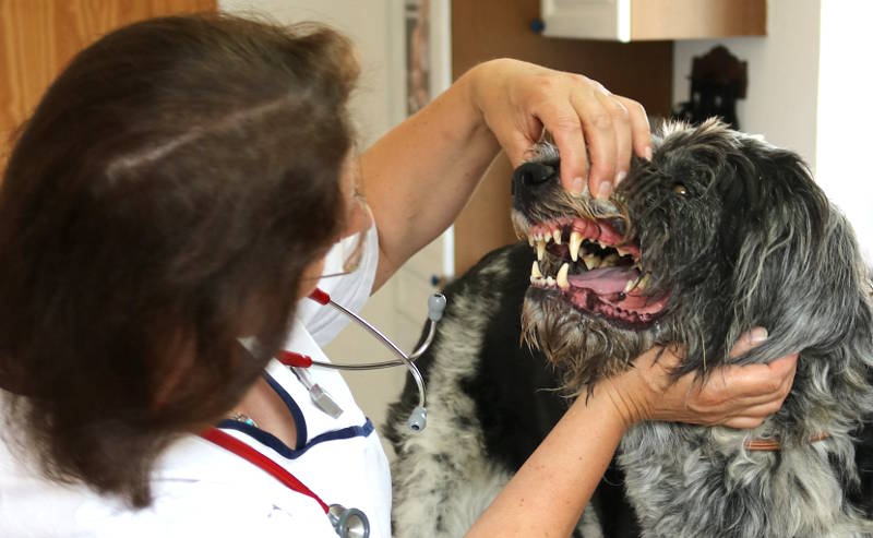 Tierarztpraxis Hof Langental - Uslar