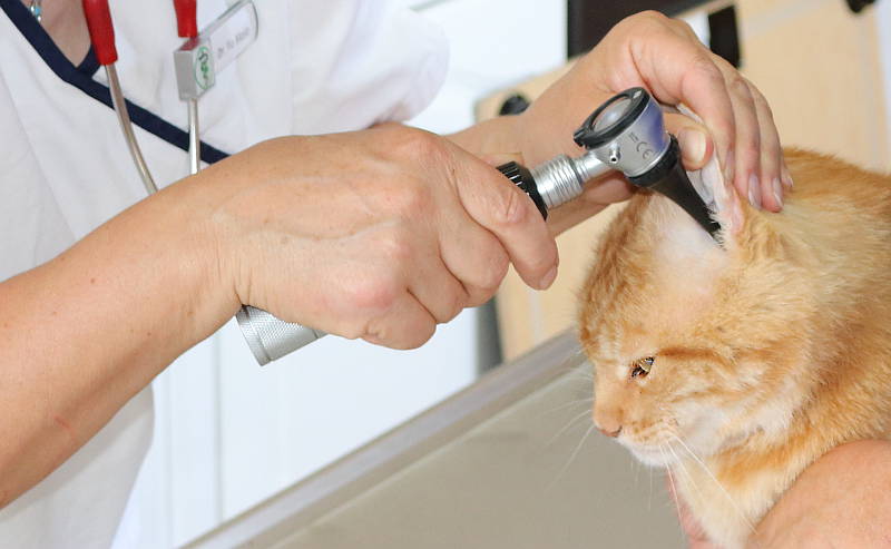 Tierarztpraxis Hof Langental - Uslar