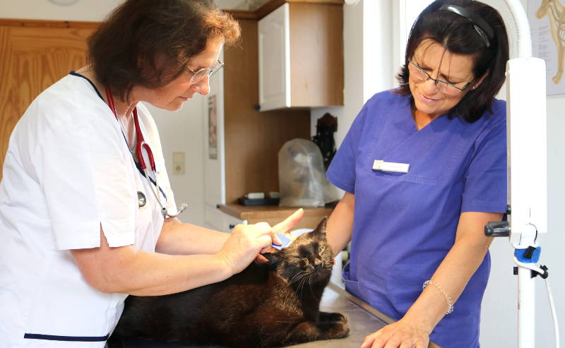 Tierarztpraxis Hof Langental - Uslar